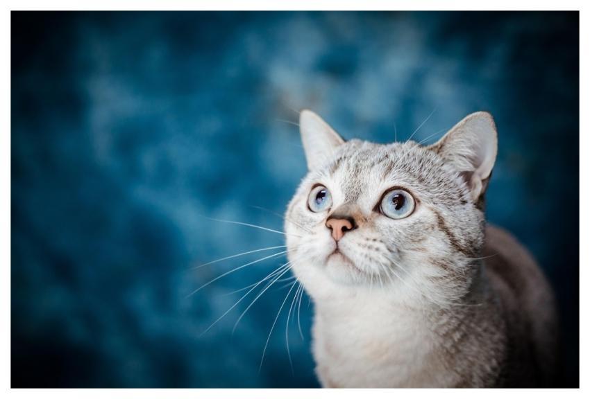 Cat Nature Pet Animal