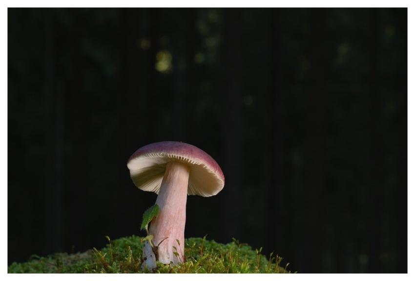 Mushroom Disc Fungus Moss Forest