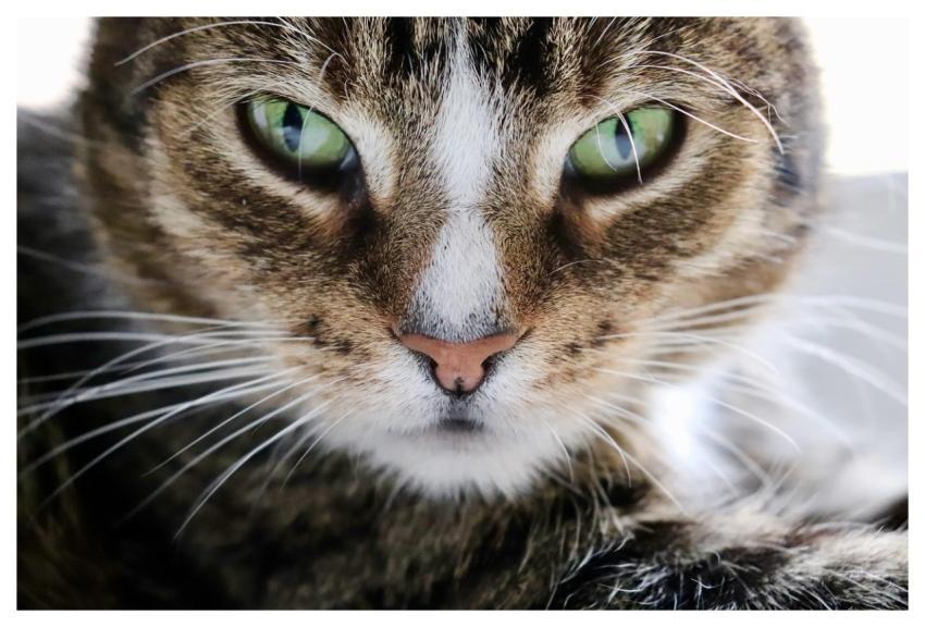 Cat Eyes European Shorthair Cat Whiskers