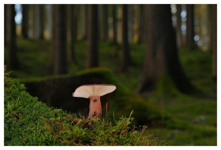 Mushroom Disc Fungus Moss Forest