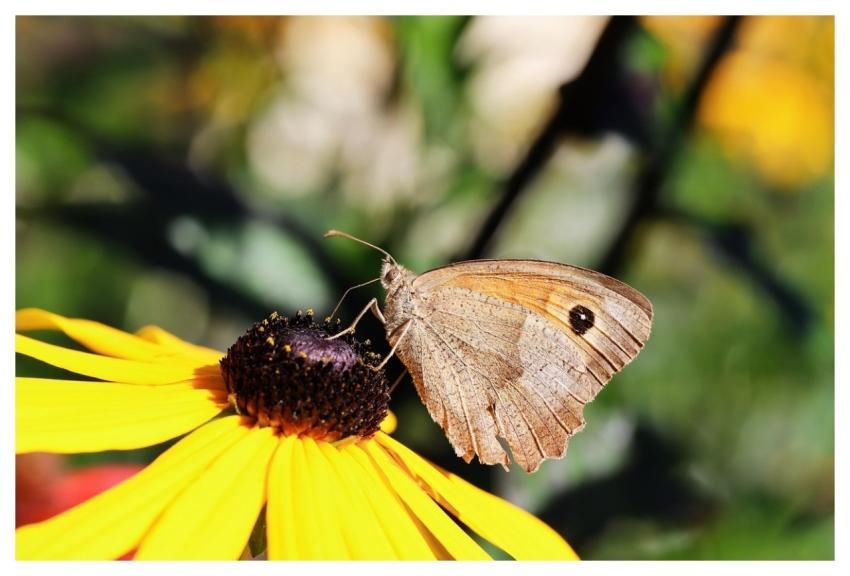 Flower Plant Butterfly Nature