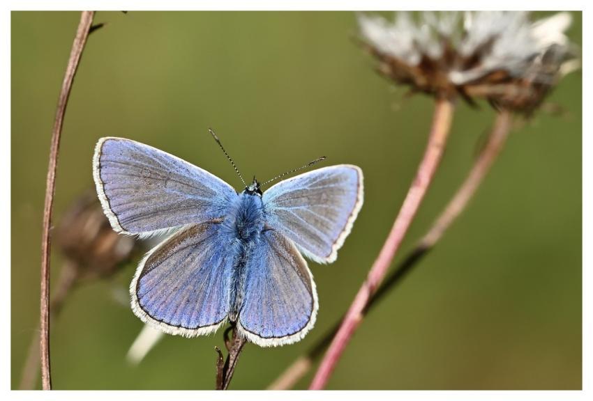 Common Blue Butterfly Insect Wing