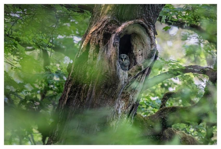 Ural Owl Bird Strix Uralensis Tree