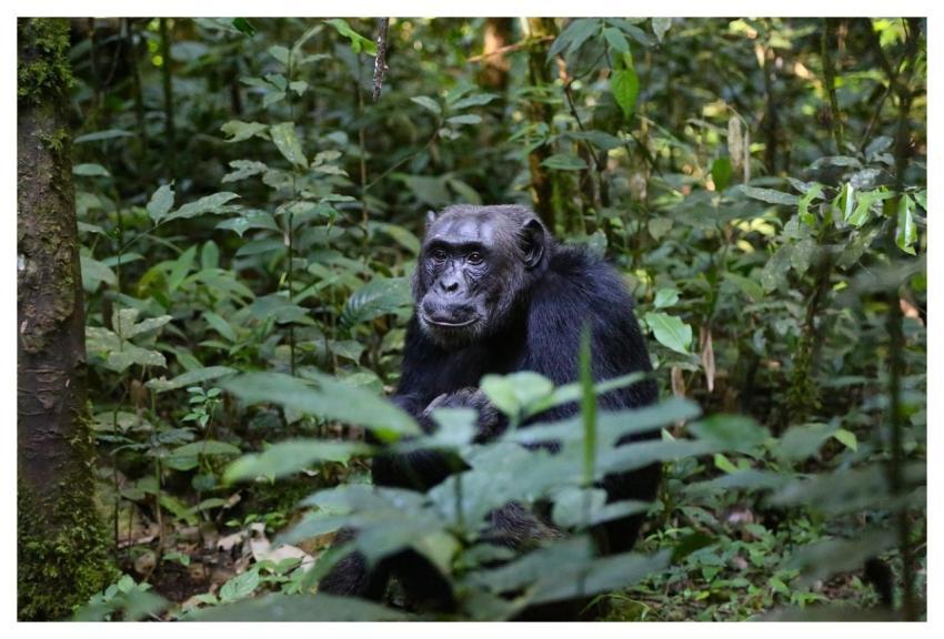 Chimpanzee Monkey Chimp Primate