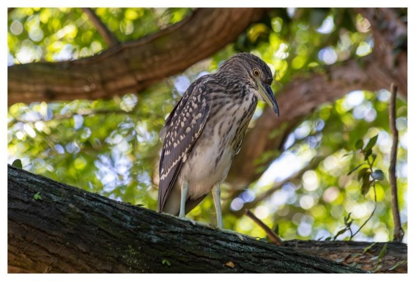 Black-Crowned Night-Heron Black-Capped Night-Heron
