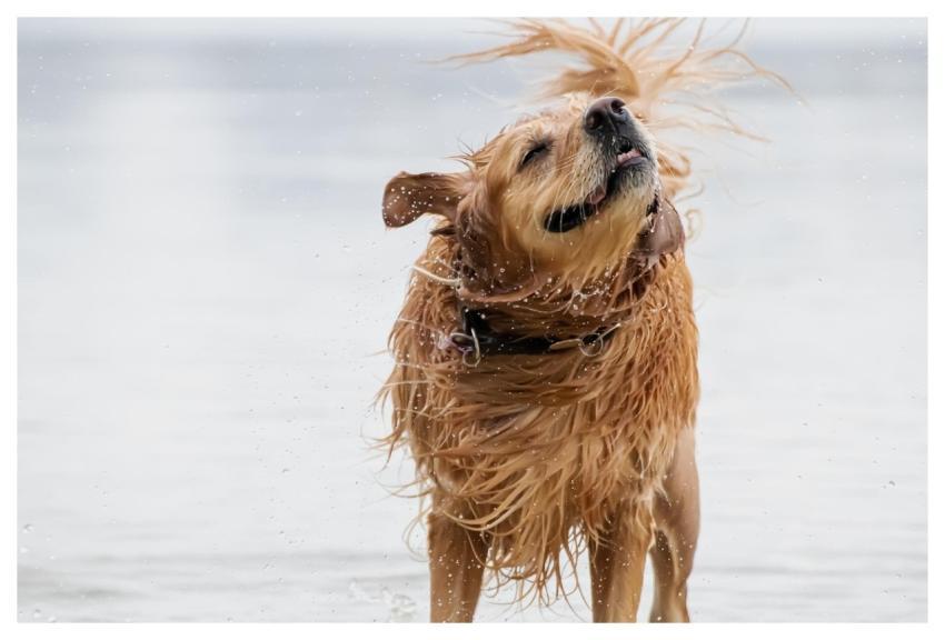 Dog Golden Retriever Nature Water