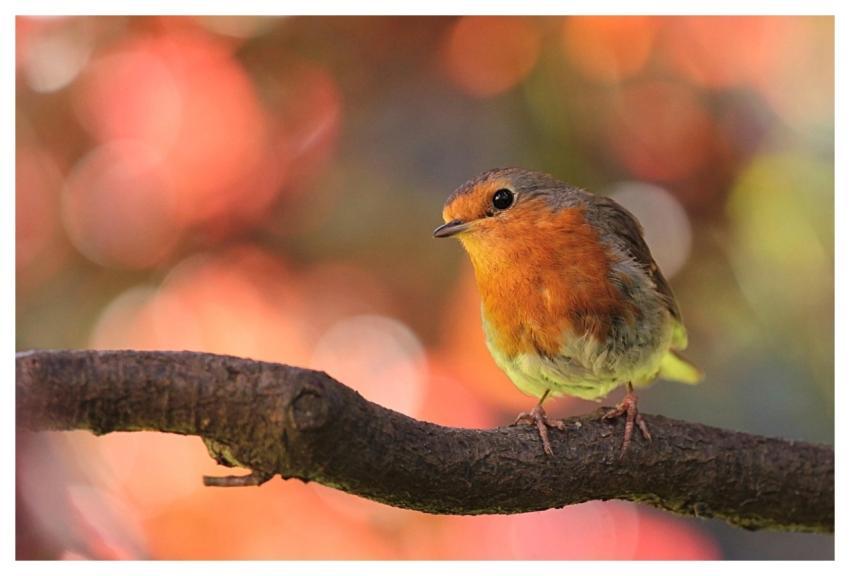 Robin Bird On Ast Nature