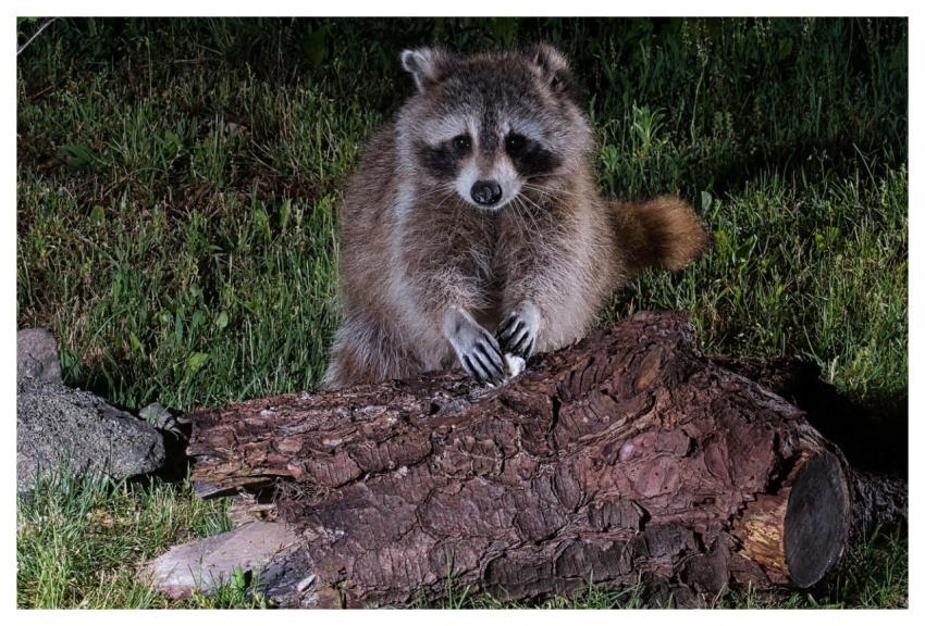 Raccoon Animal Nature Wildlife