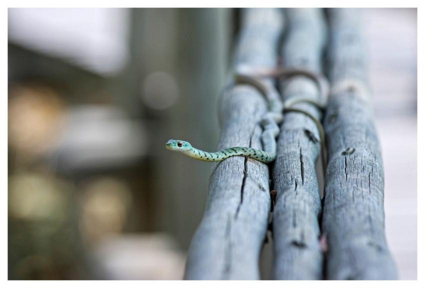 Line Animal Nature Poisonous