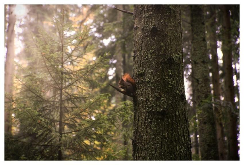 Squirrel Forest Nature Tree