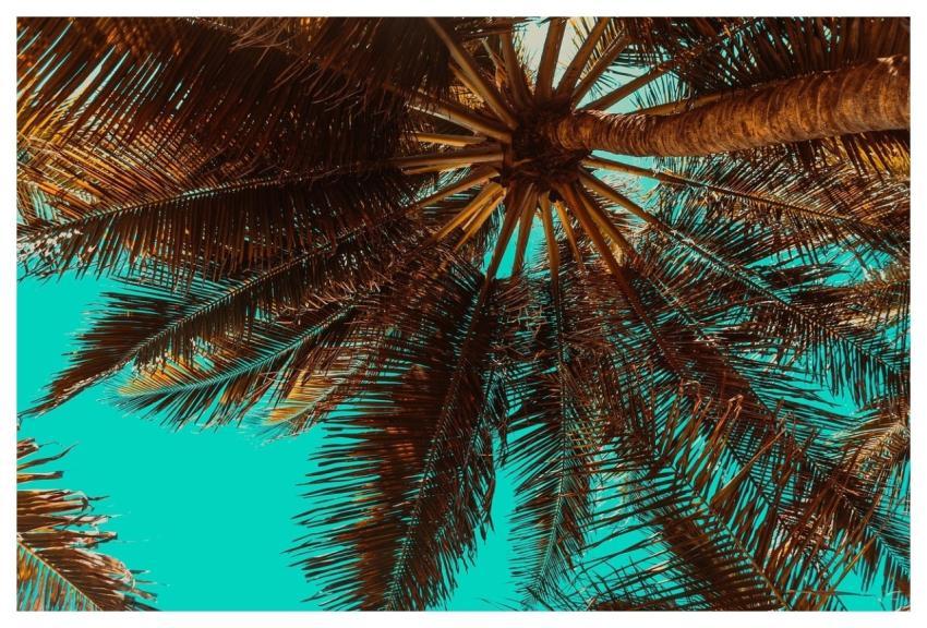 Palm Trees Tropical Summer Trees