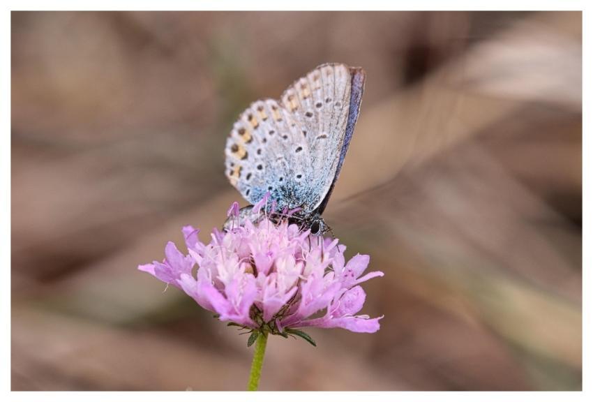 Insect Ali Butterfly Nature