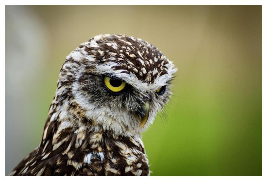 Owl Nature Burrowing Owl Bird