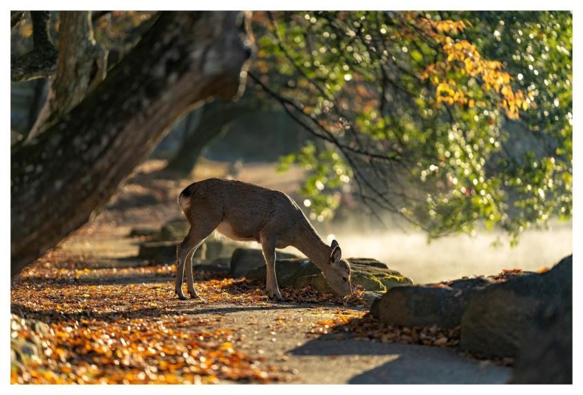 Sika Deer Nara Park Deer Mammals