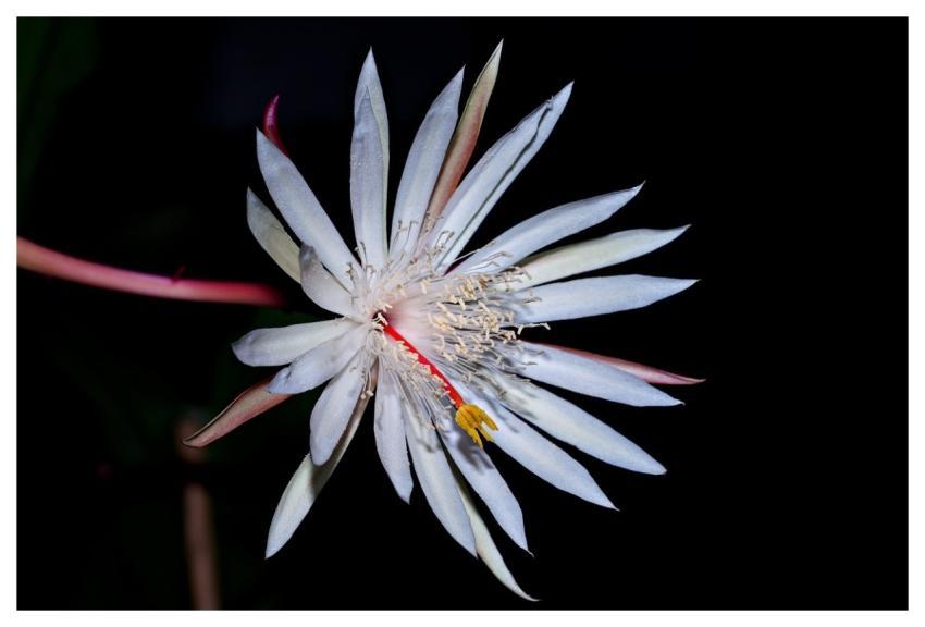 Flower Flower Background Fishbone Beautiful Flower