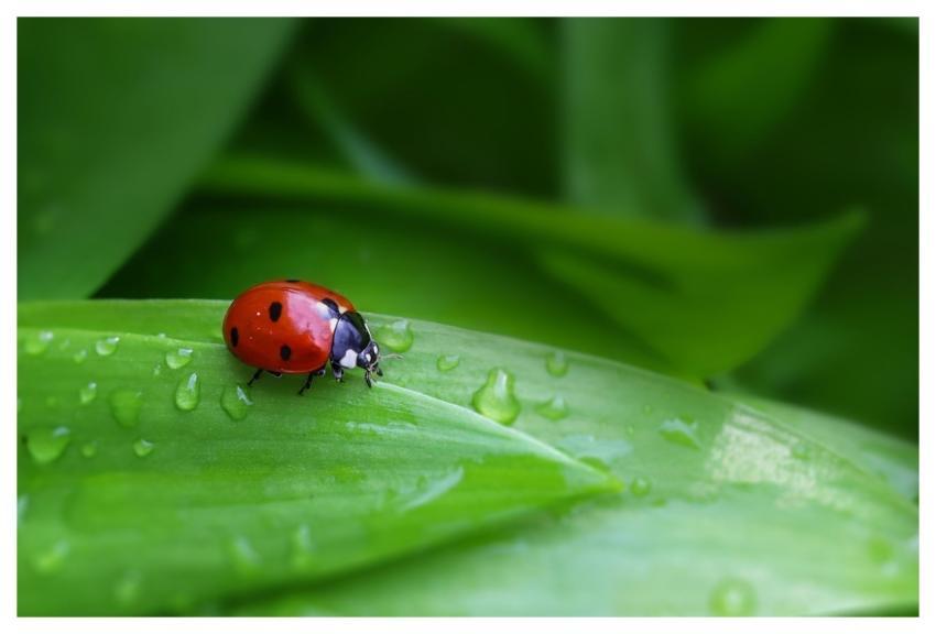 Ladybug Beetle Insect Nature