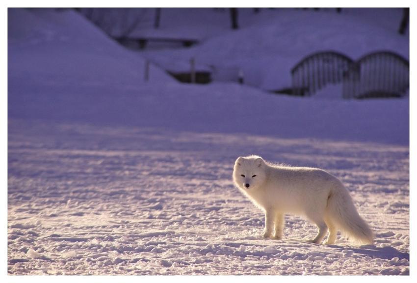 White Fox Snow Arctic