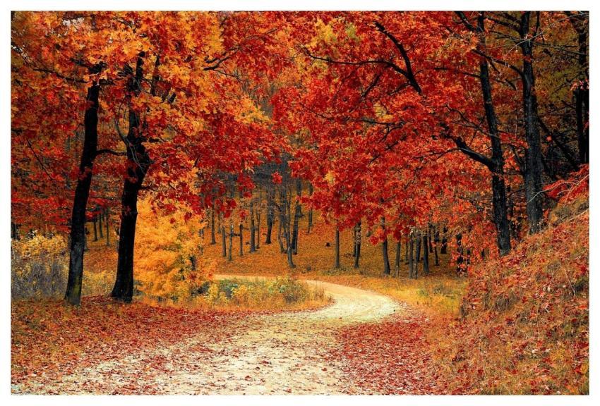 Road Forest Fall Path