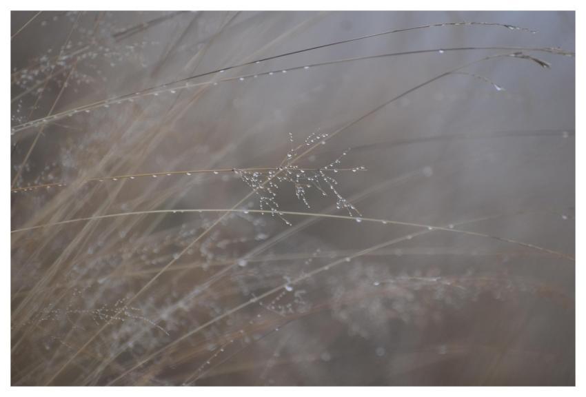 Grass Nature Drop Wet