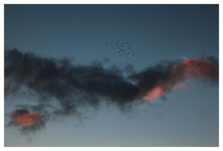 Birds Clouds Sky Sunset