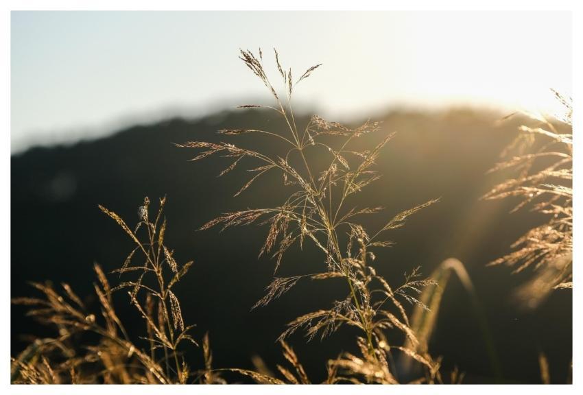 Grass Dry Grass Wild Plant Sunset