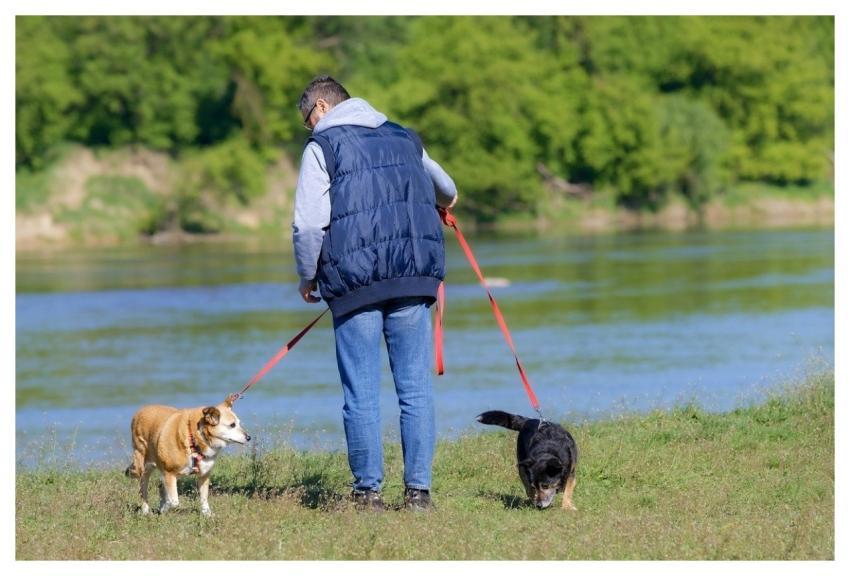 Man Casual Dogs Pets