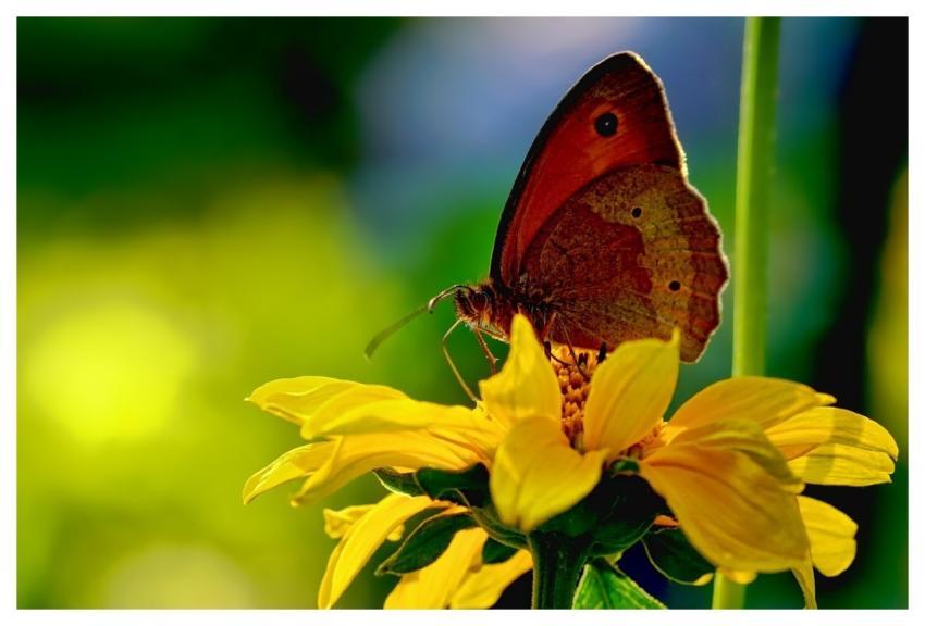 Animal Nature Insect Butterfly