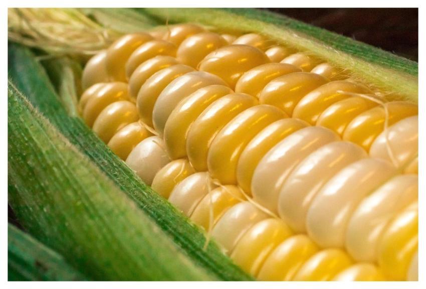 Corn Vegetables Grains Plants