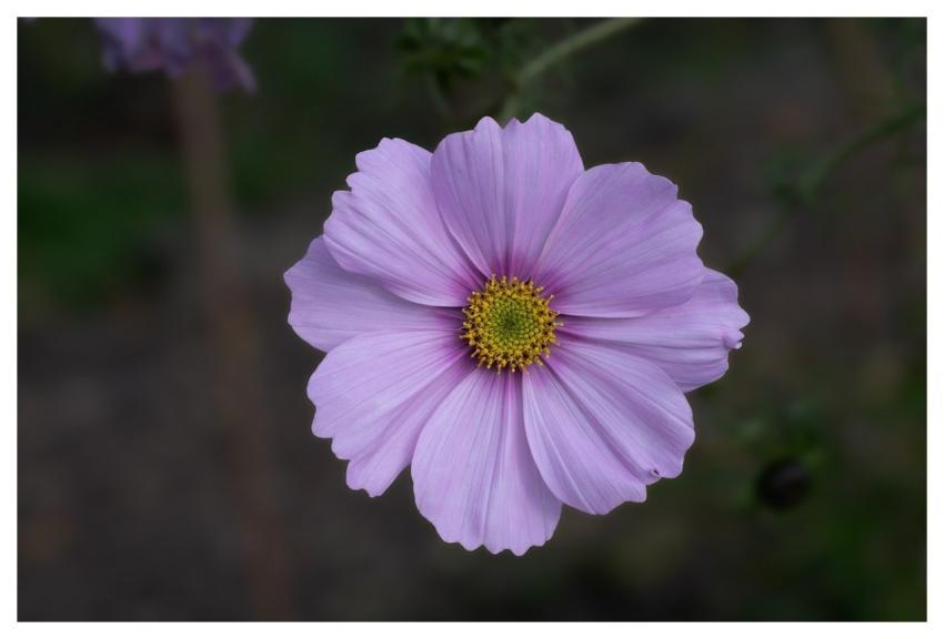 Flower Dahlia Pink Blossom