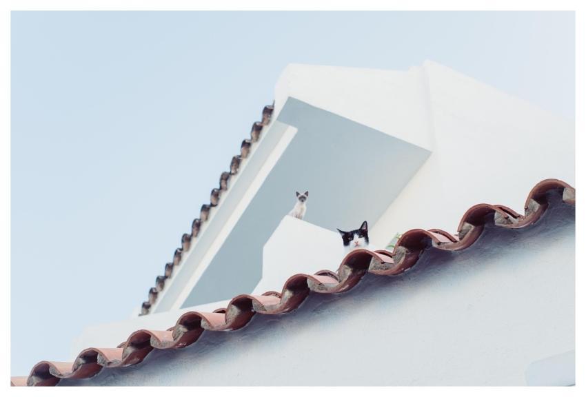 Cat City Roof Pet