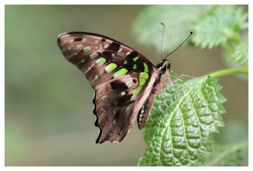Butterfly Nature Nature Wallpaper Green