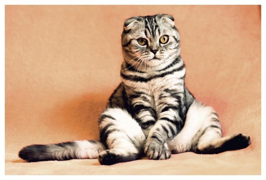 Cat Kitten Pets Animals