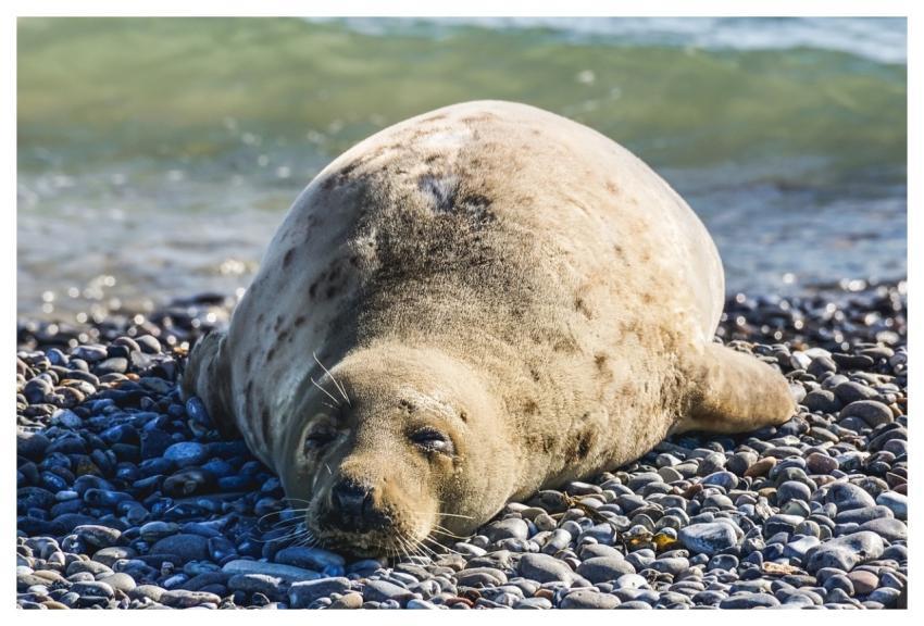 Seal Animal Nature Sleep