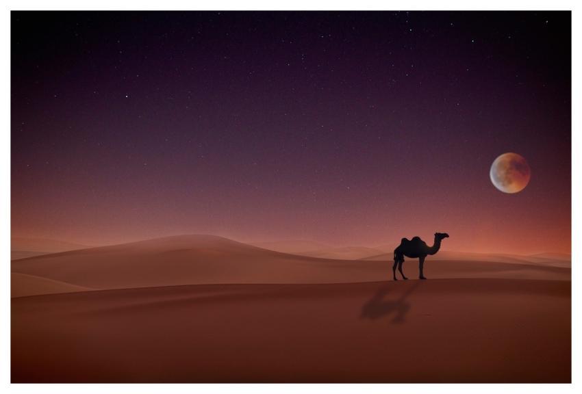 Camel Desert Night Landscape
