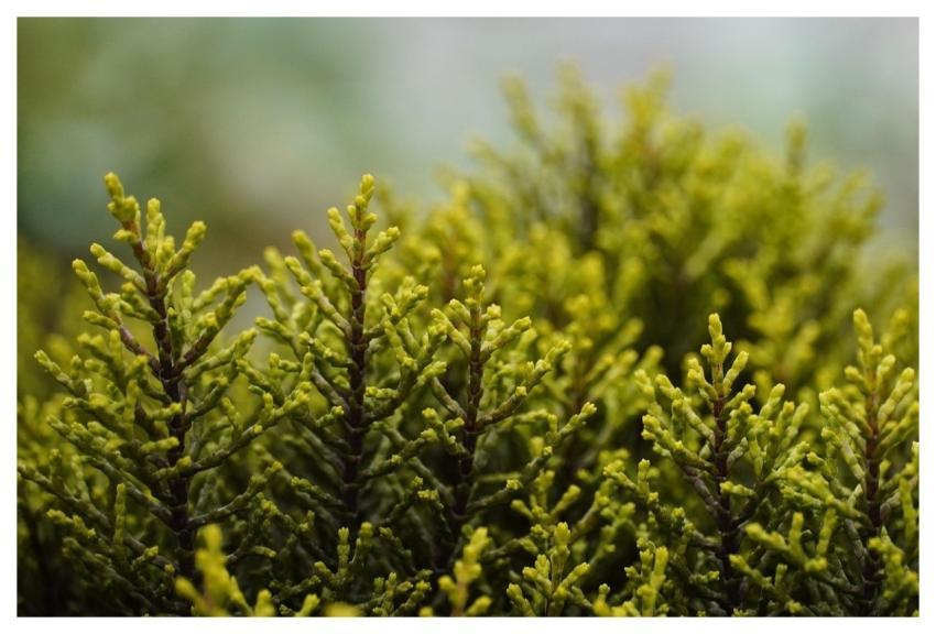 Nature Shrub Garden Flora