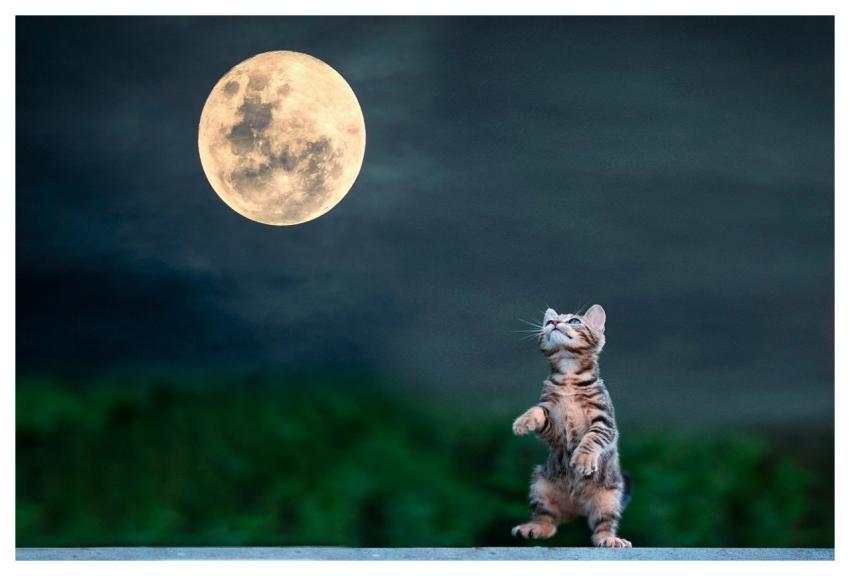 Moon Night Cat Mascot