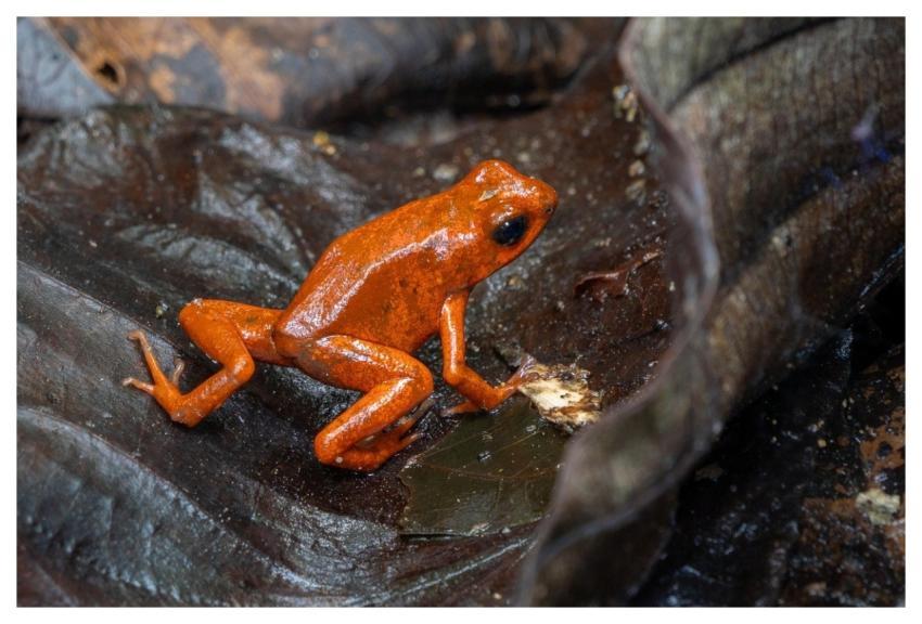 Poison Dart Frog Frog Animal Nature