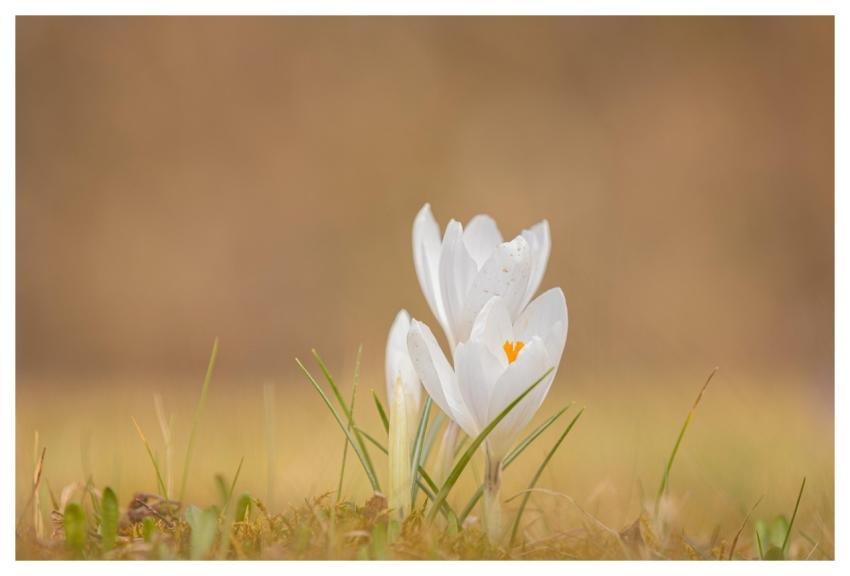 Crocus Flower Background Flowers Spring