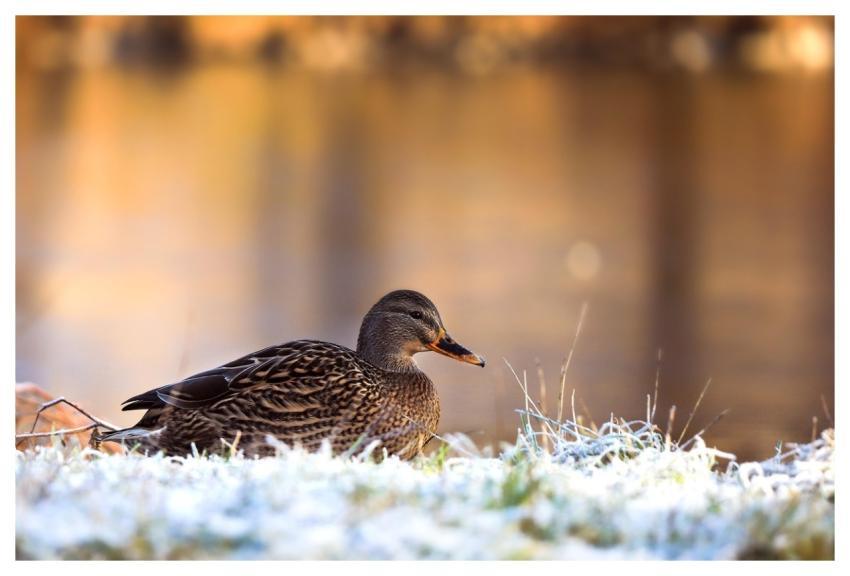 Bird Duck Ornithology Nature