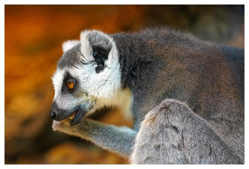 Lemur Eyes Ears Fur