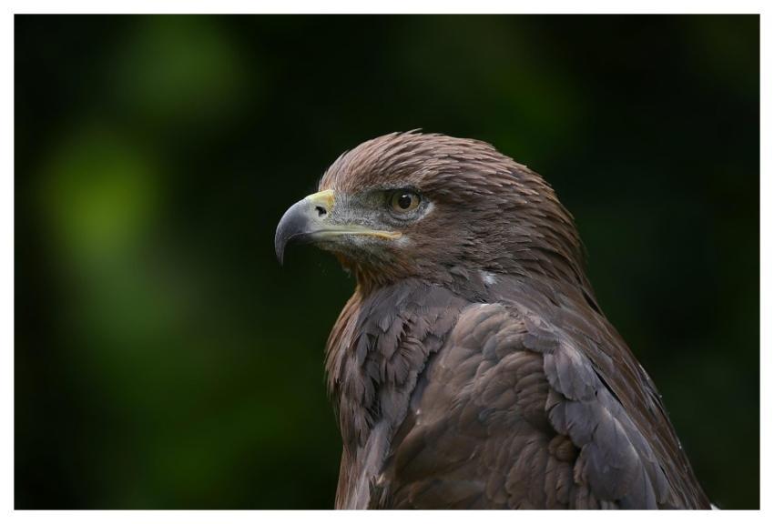 Golden Eagle Eagle Bird Nature