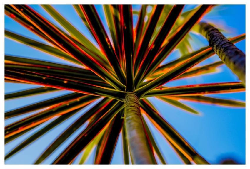 Nature Sky Leaves Garden