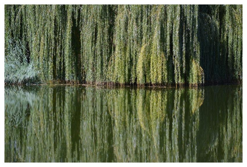 River Willow Reflection Landscape