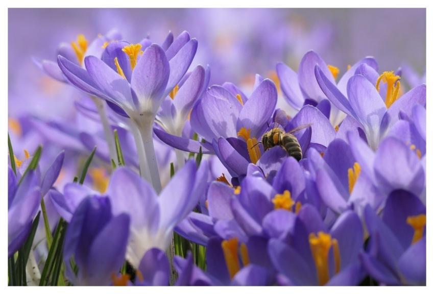 Crocus Nature Spring Bee