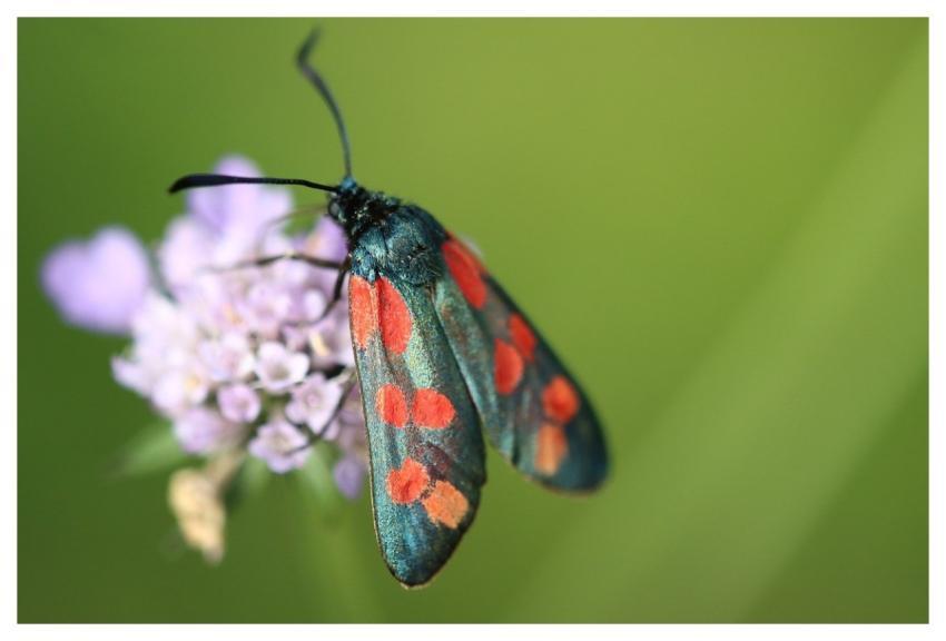 Burnet Insect Moth Butterfly
