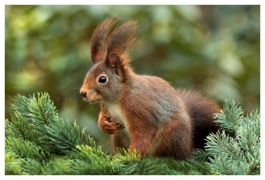 Squirrel Nature Attentive Ears