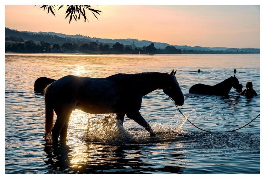 Horses Lake Swim Sunset