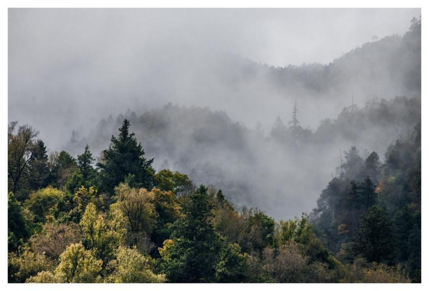 Sea Of Clouds Forest Fog Alpine Forest