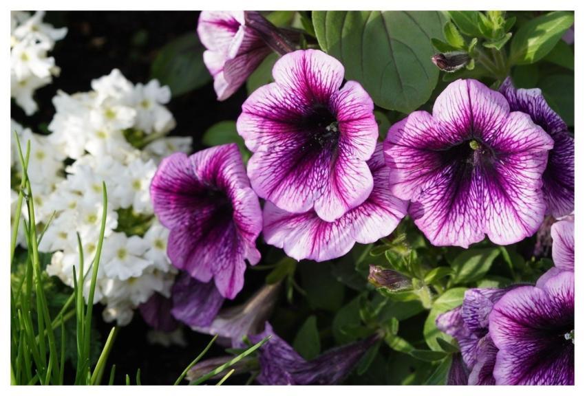 Petunias Nature Flower Blossom
