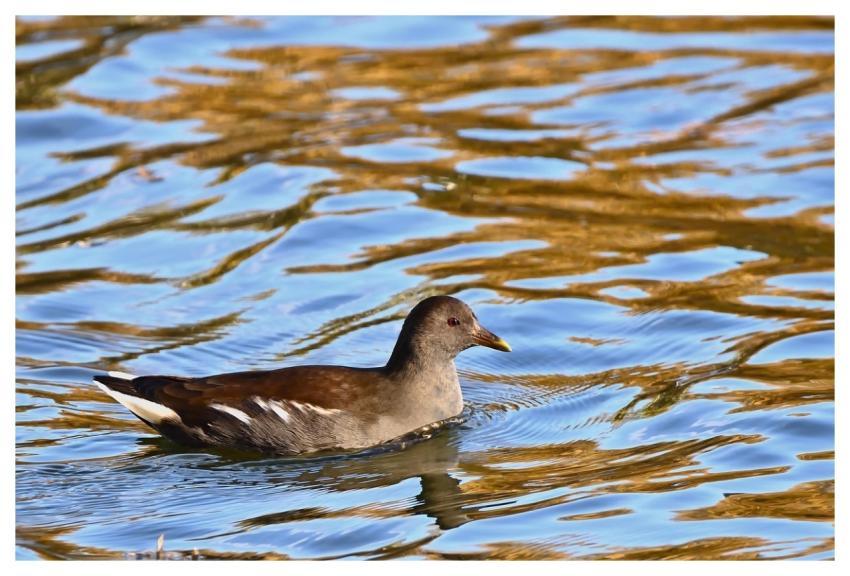 Water Bird Moorhen Cub Lake